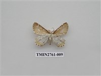 藏品(尺蛾330)的圖片